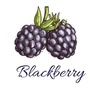 黑莓生命之果